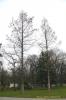 Metasequoia glyptostroboides